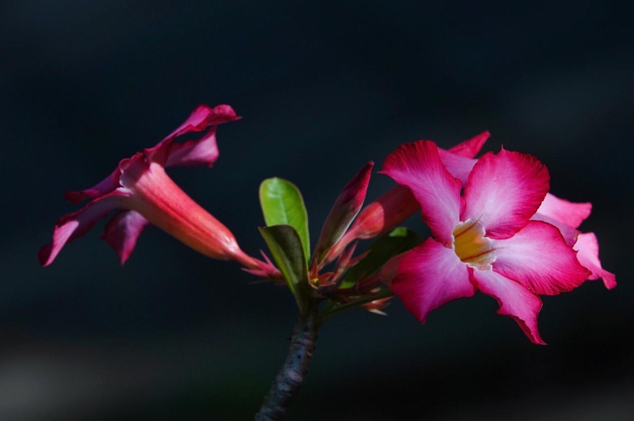 El Homestay Bali Nusa Dua  Kültér fotó