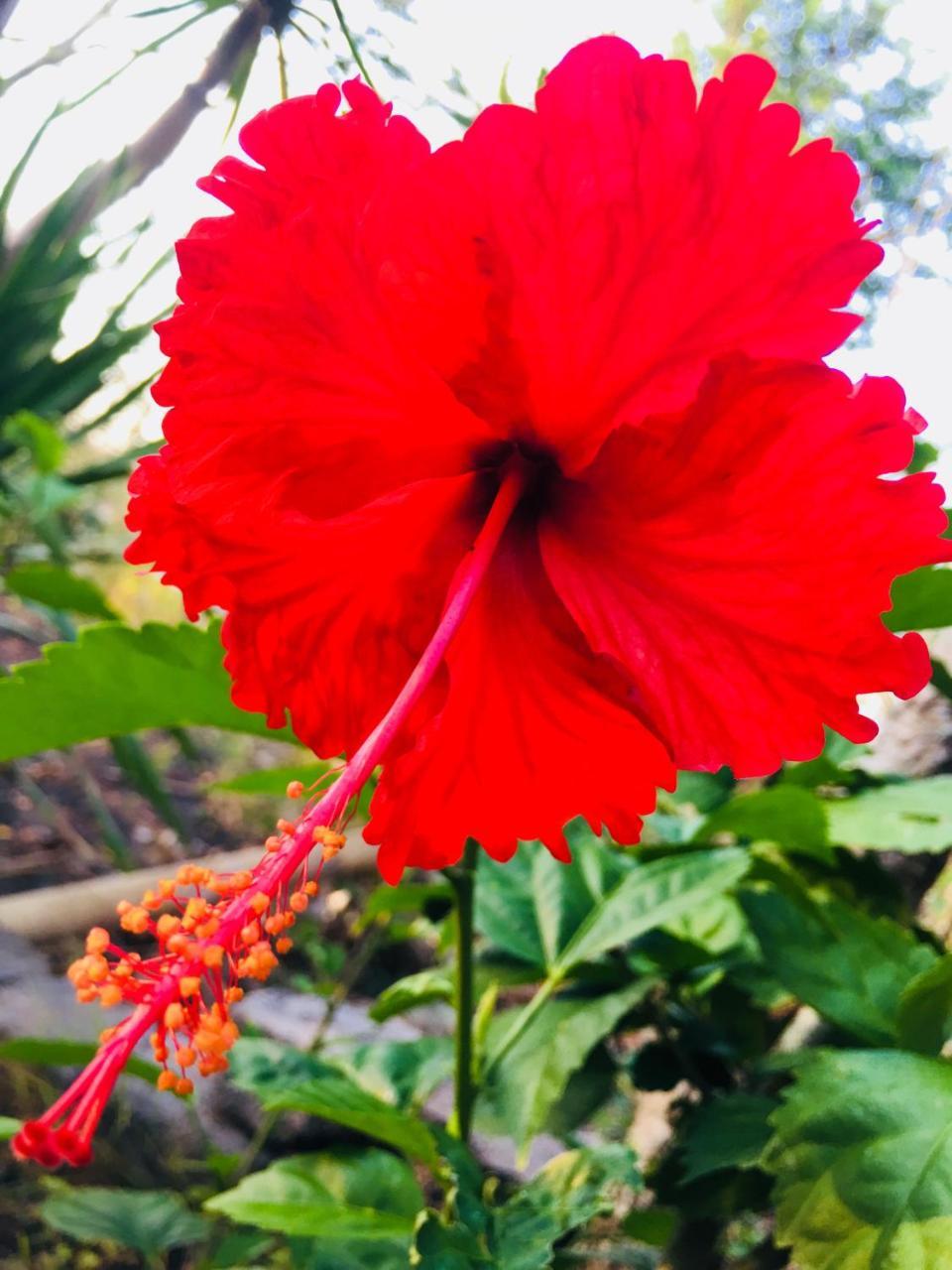 El Homestay Bali Nusa Dua  Kültér fotó